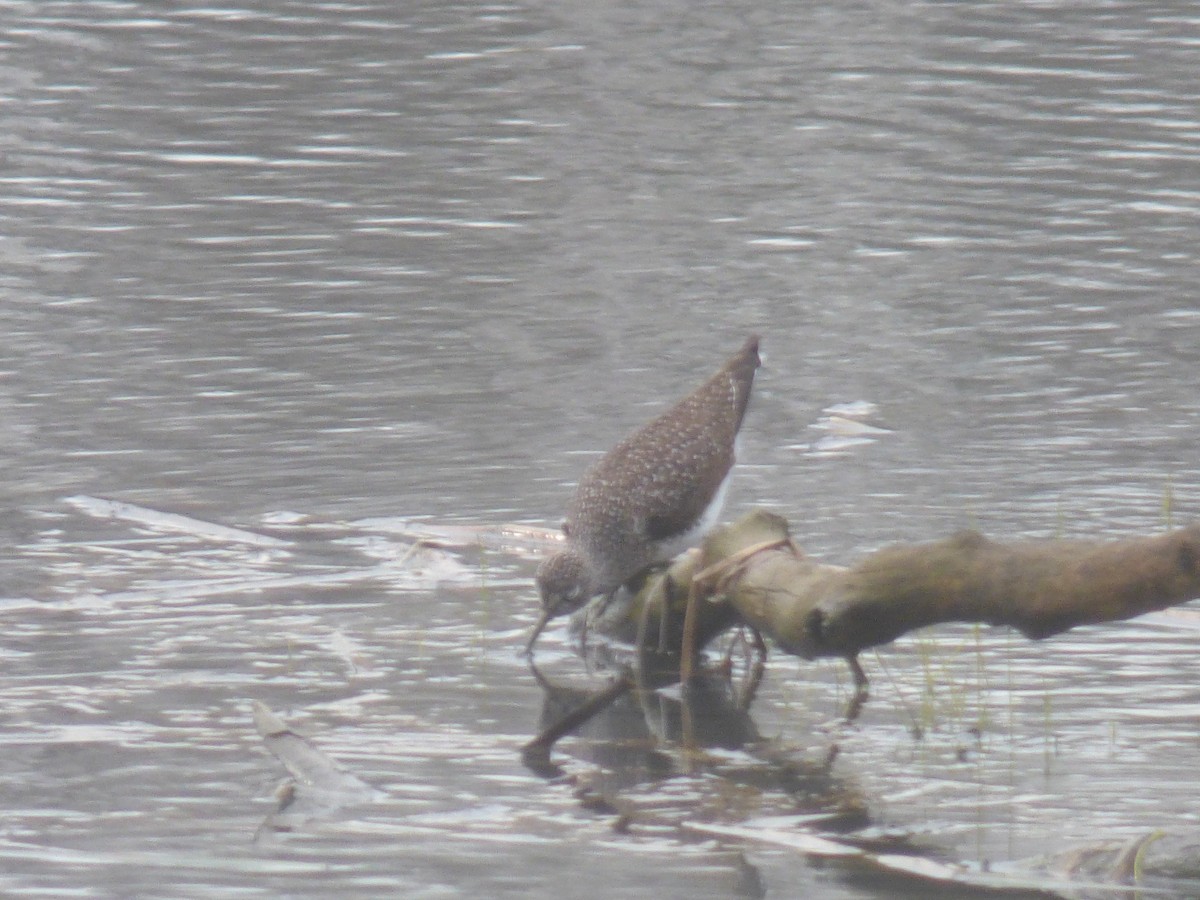 Solitary Sandpiper - ML560445611