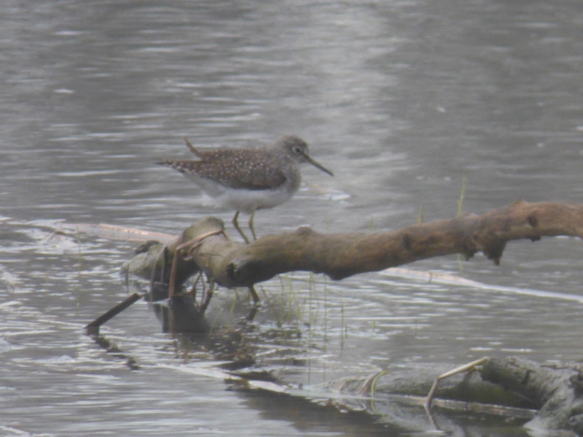 Solitary Sandpiper - ML560445621