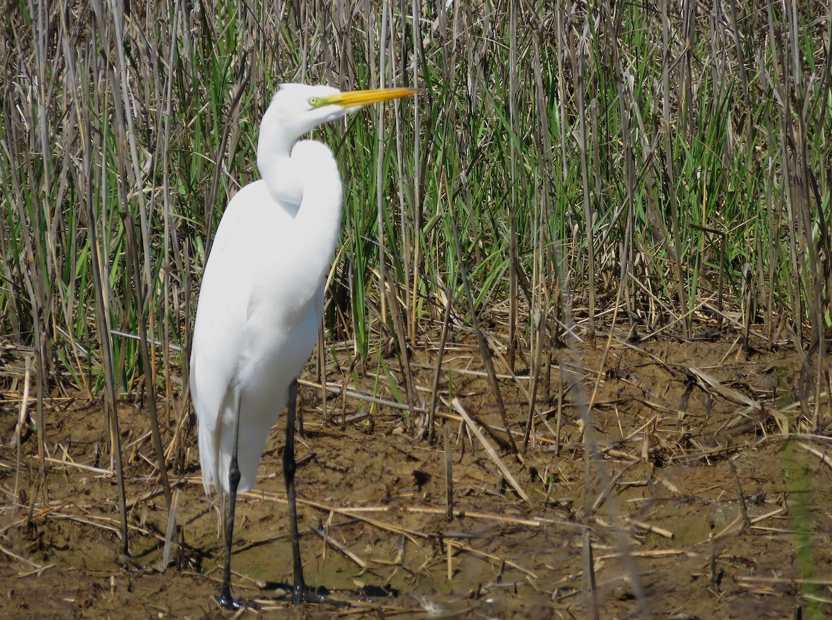 Great Egret - Edward Huestis