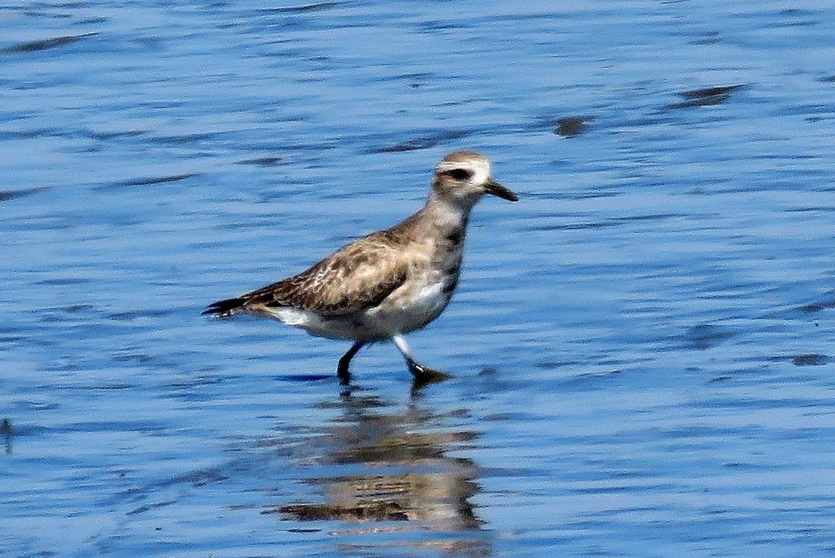 Black-bellied Plover - Edward Huestis