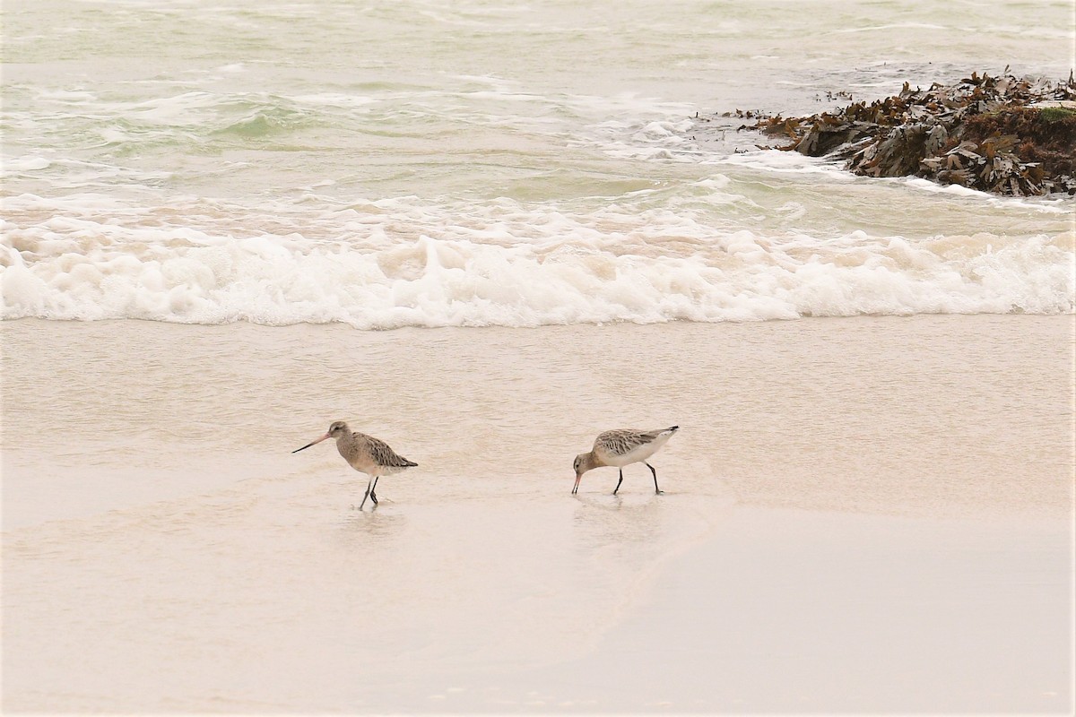 Хурган цууцал - ML560448871