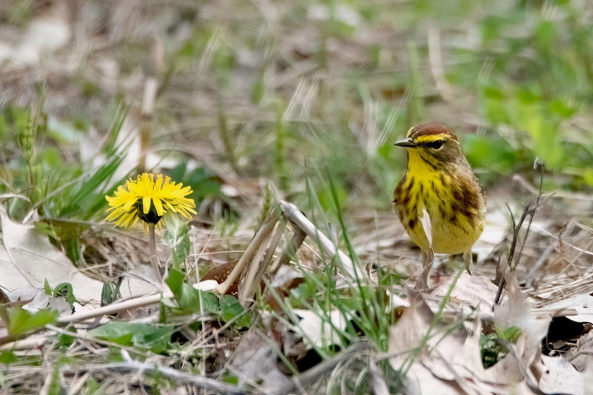 Palm Warbler (Yellow) - Sue Barth