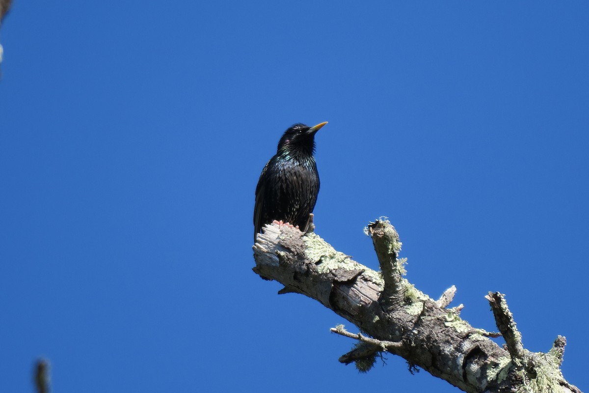 European Starling - ML560450341