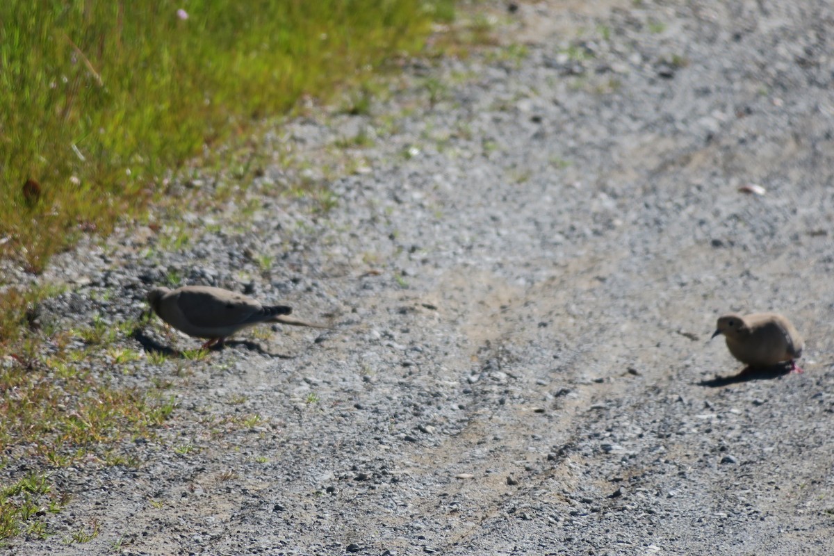 Mourning Dove - ML560450561