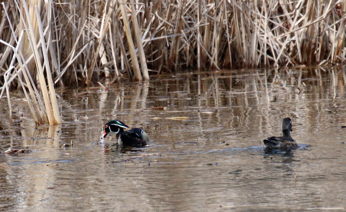 Wood Duck - ML560451811