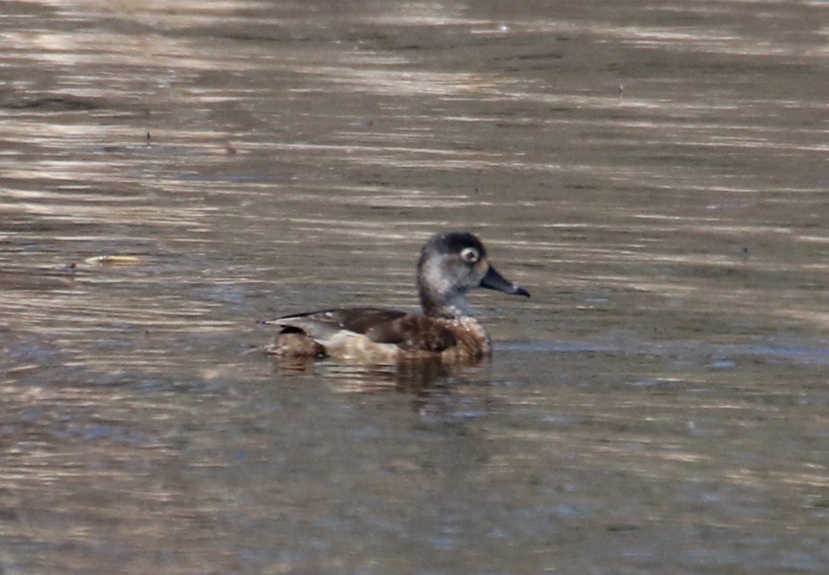 Ring-necked Duck - Kelly Krechmer