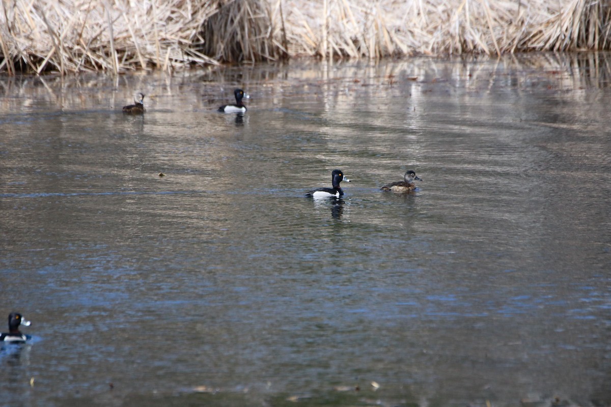 Ring-necked Duck - ML560451891