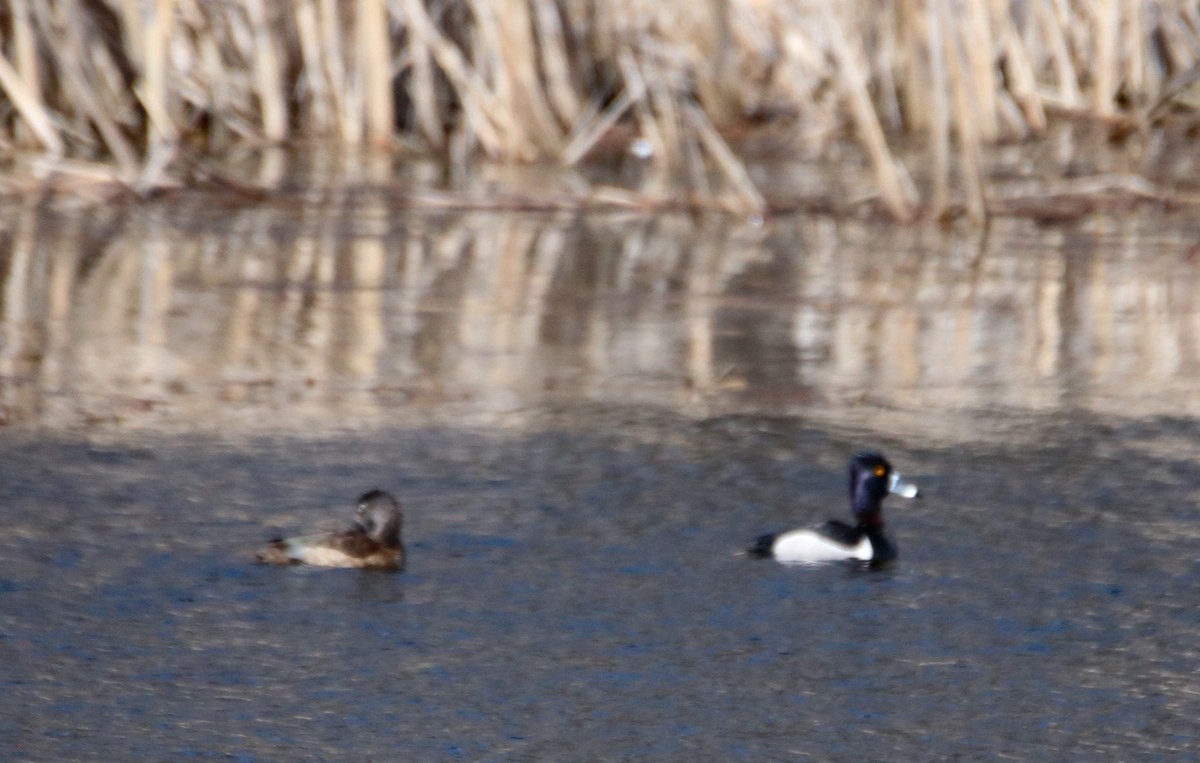 Ring-necked Duck - ML560451901