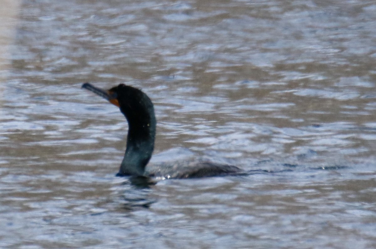 Double-crested Cormorant - ML560451991