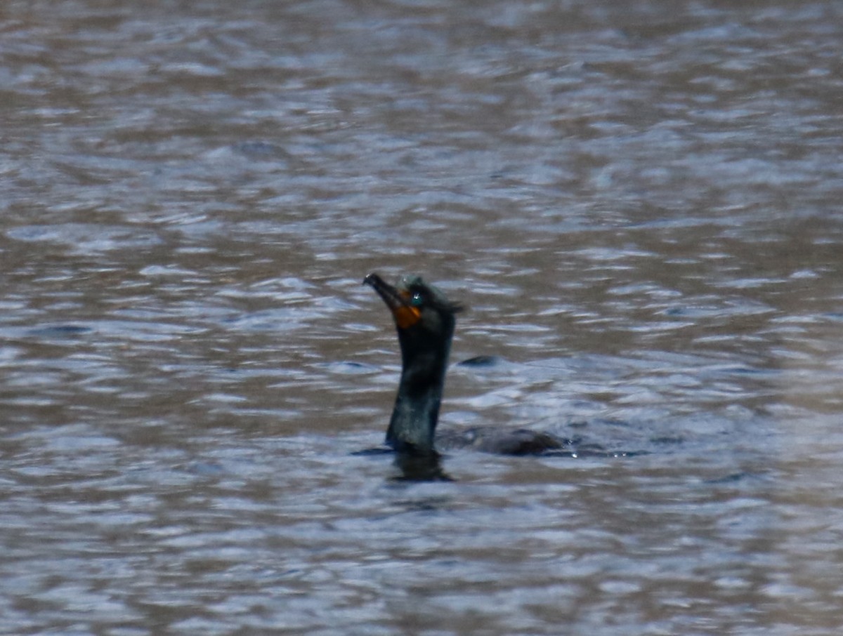 Double-crested Cormorant - ML560452001