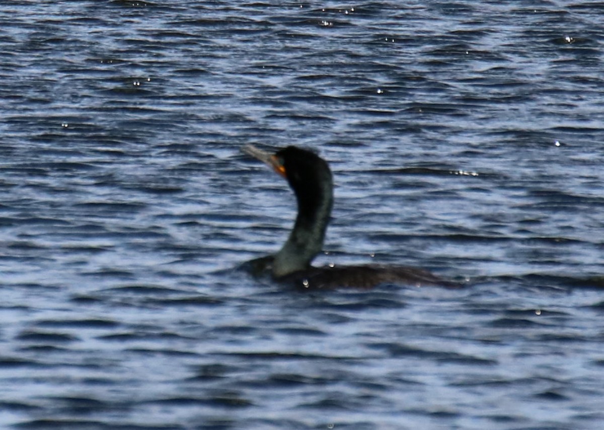 Double-crested Cormorant - ML560452021