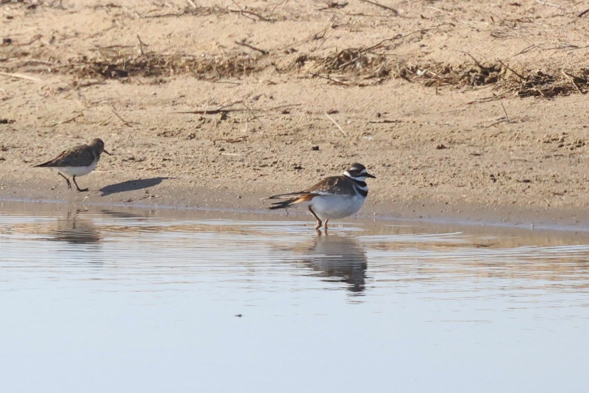 Killdeer - ML560452441