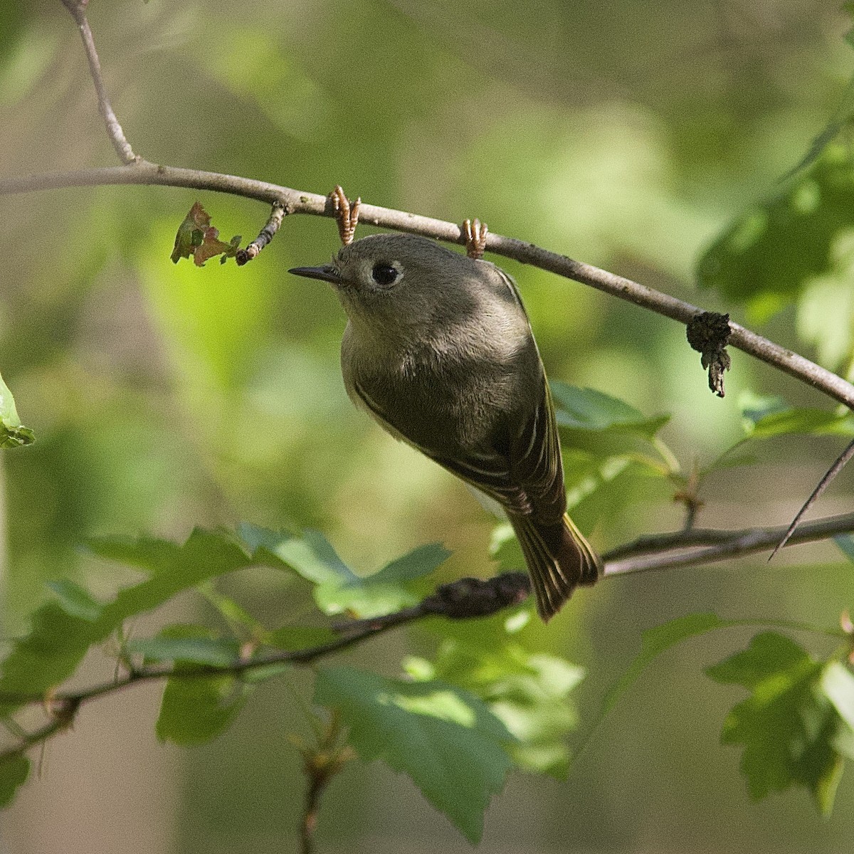 Ruby-crowned Kinglet - Auguste Elder