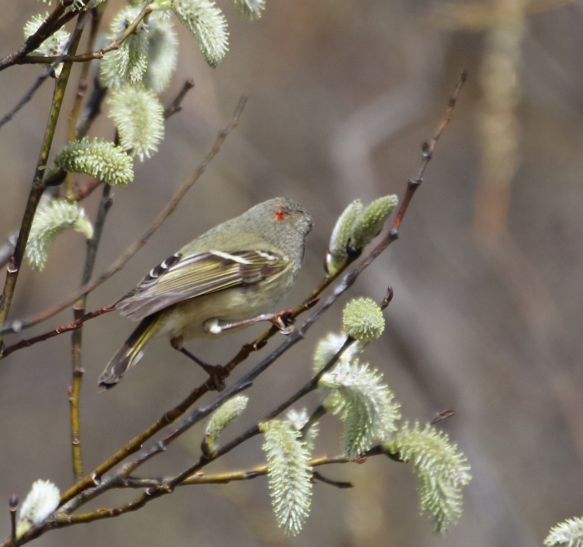 Roitelet à couronne rubis - ML560452981