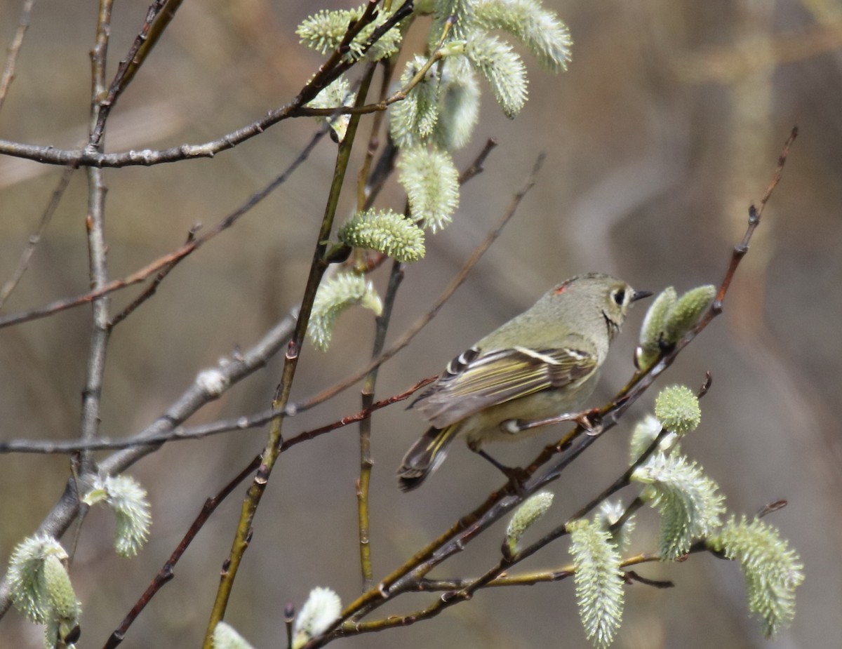 Ruby-crowned Kinglet - Kelly Krechmer