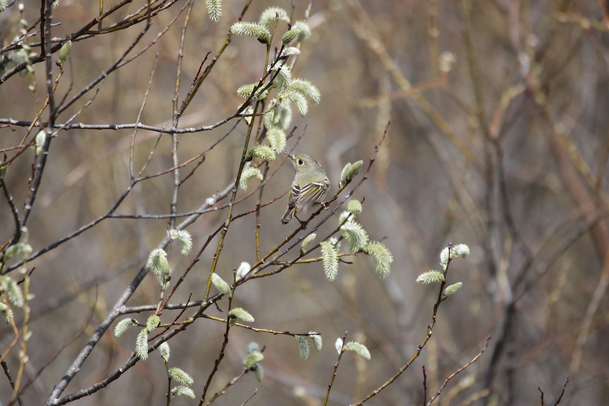 Ruby-crowned Kinglet - Kelly Krechmer