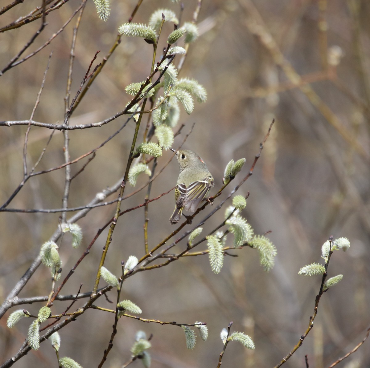 Ruby-crowned Kinglet - Kelly Krechmer