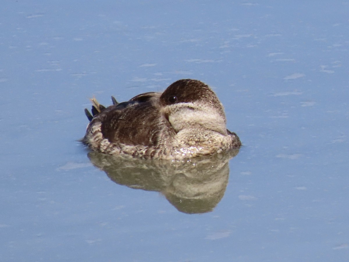 Ruddy Duck - ML560453371