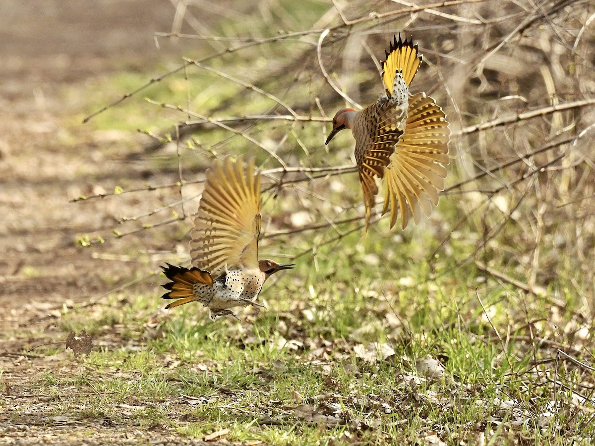 Northern Flicker - Bill Massaro