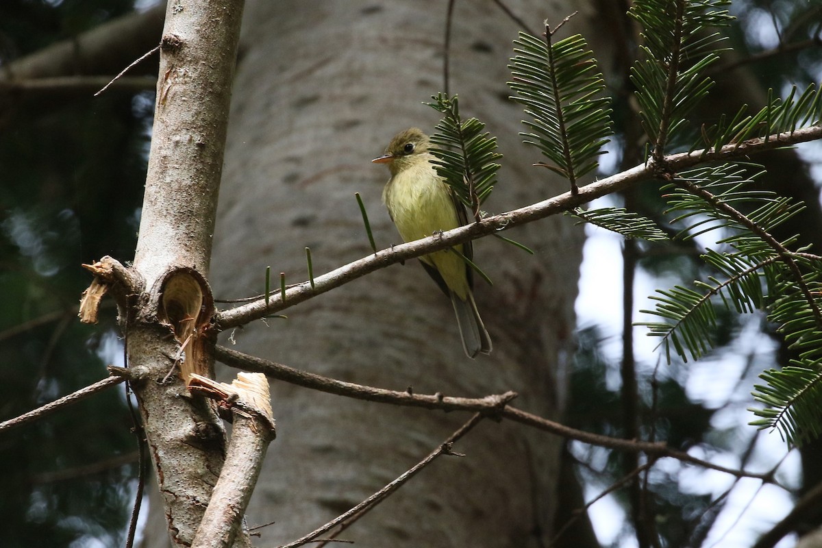 Western Flycatcher (Pacific-slope) - ML560454781