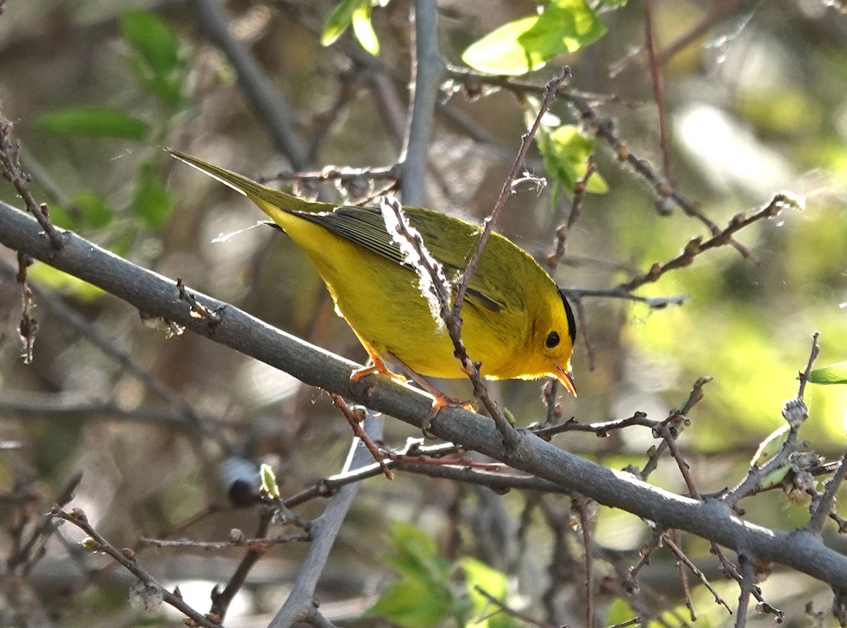 Wilson's Warbler - ML560454961