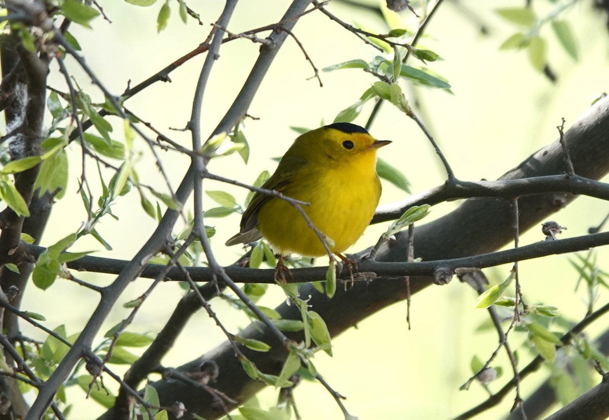 Wilson's Warbler - ML560454971