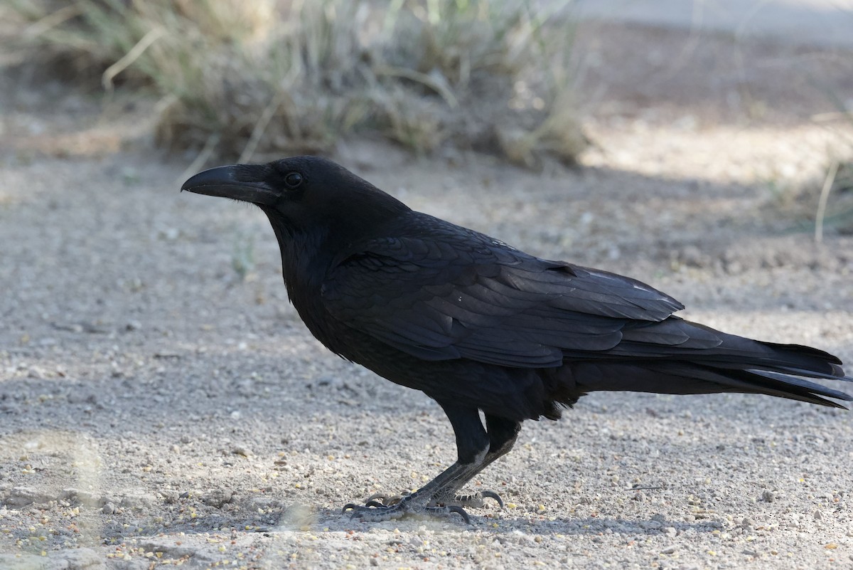 Common Raven - ML560455371