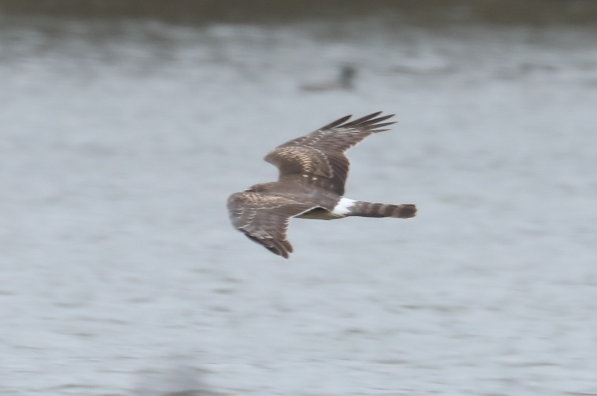 Northern Harrier - ML560455461