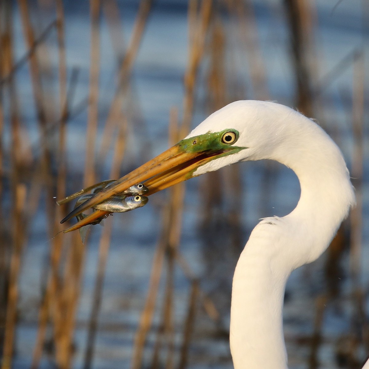 Great Egret - ML560456071