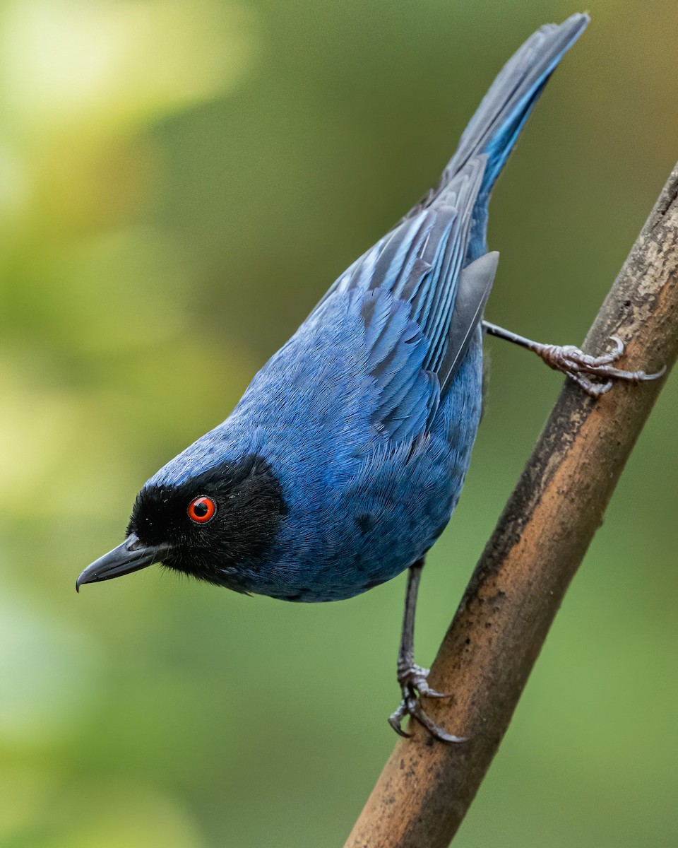 Masked Flowerpiercer - David Monroy Rengifo