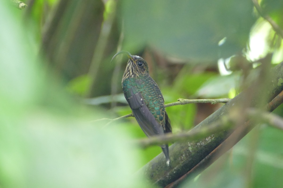 White-tipped Sicklebill - ML56045631