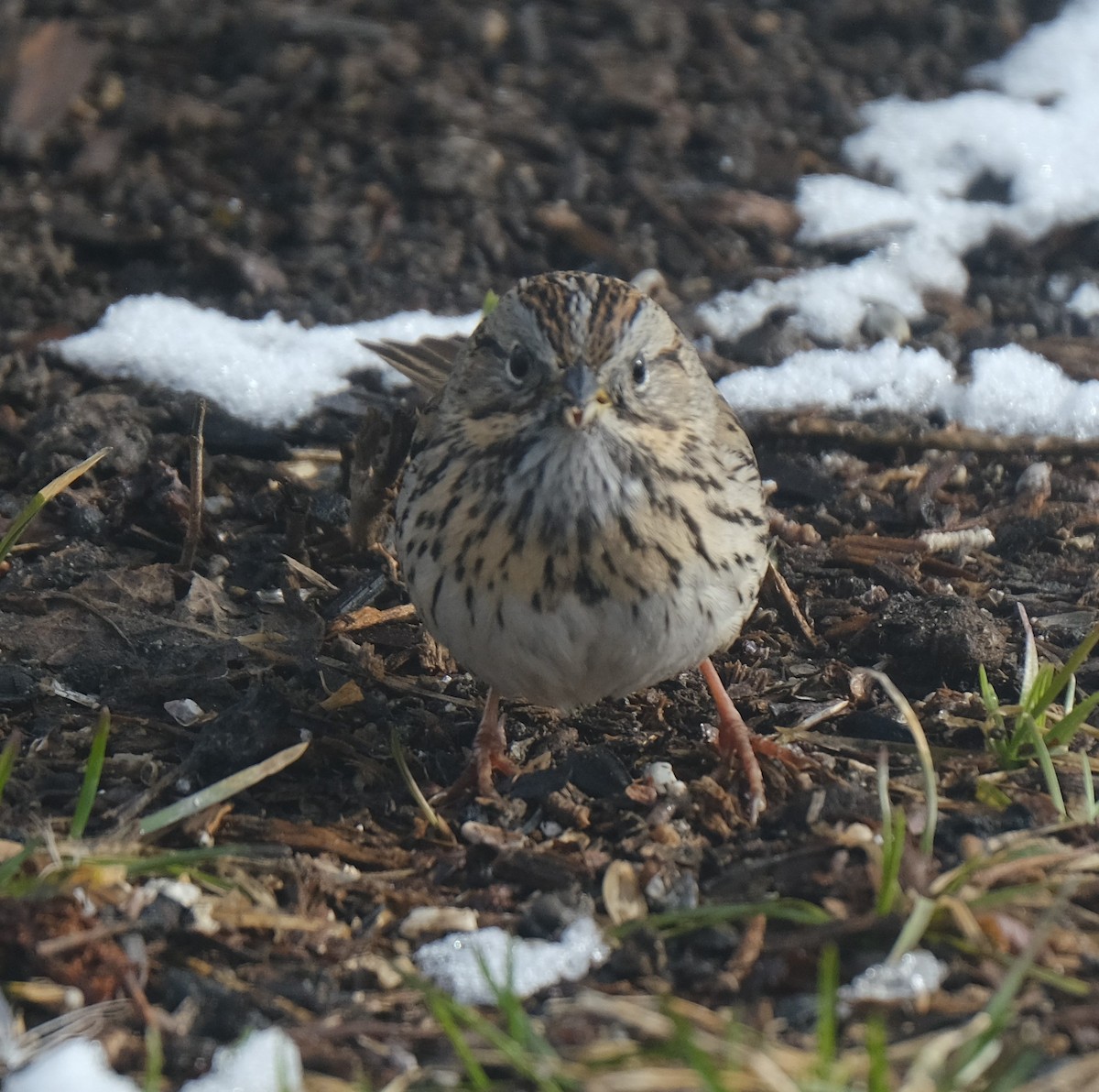 Lincoln's Sparrow - Maggie  Ryan