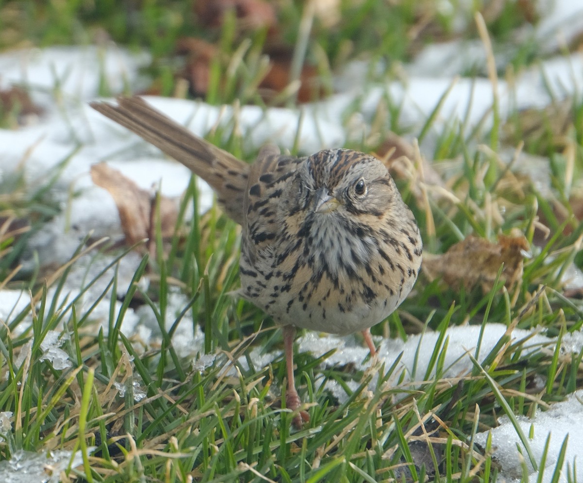 Lincoln's Sparrow - Maggie Ryan