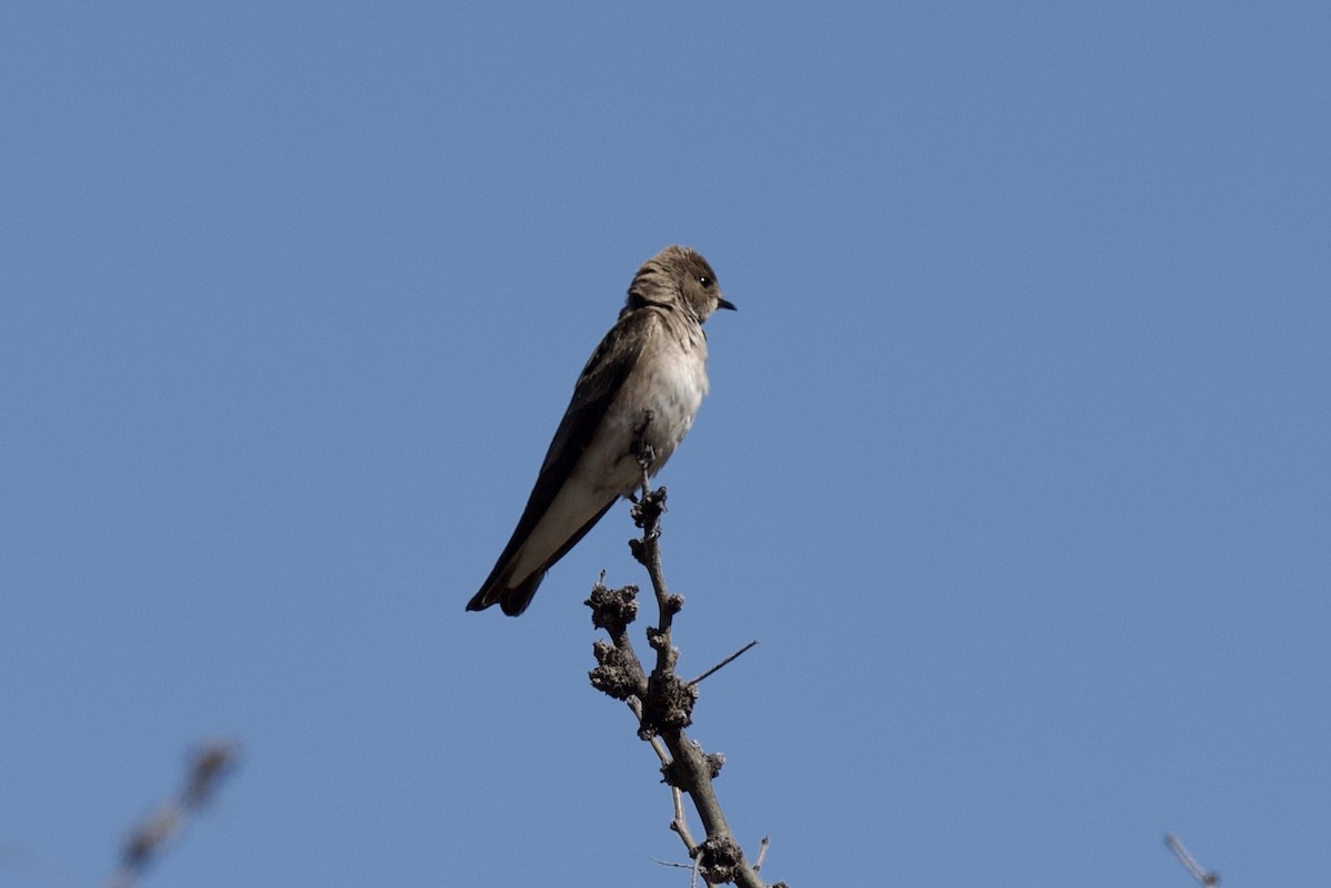 Hirondelle à ailes hérissées - ML560458001