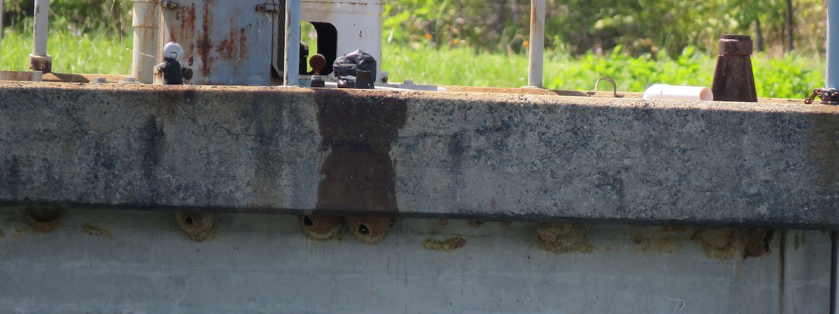 Cliff Swallow - ML560458051