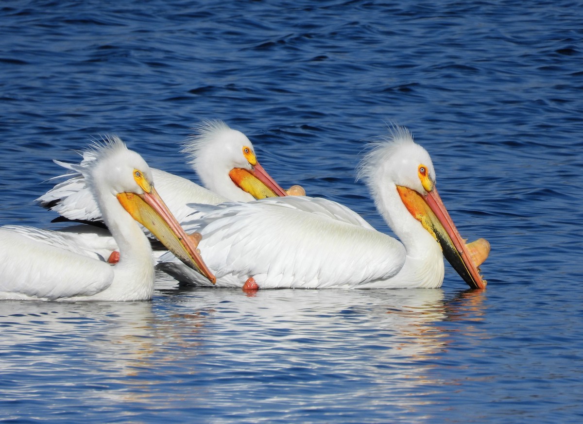 American White Pelican - ML560458321