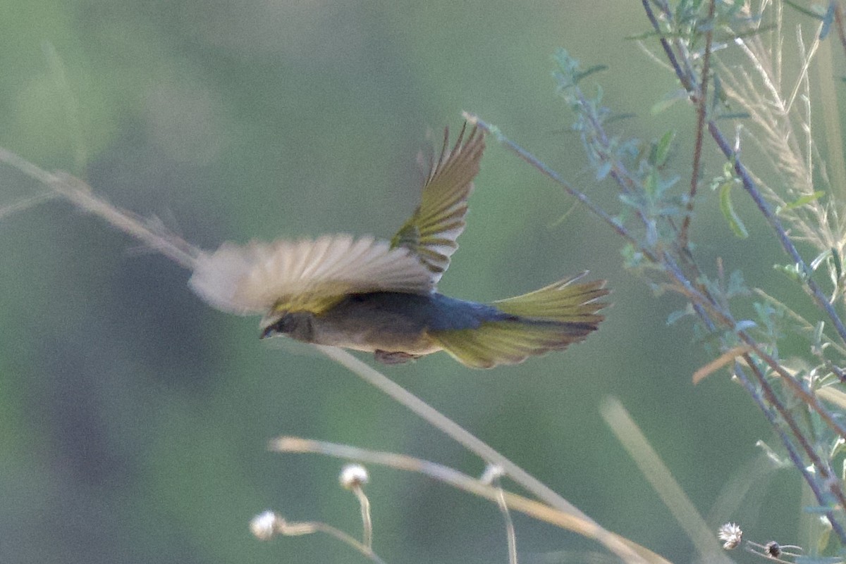 Green-tailed Towhee - ML560458701