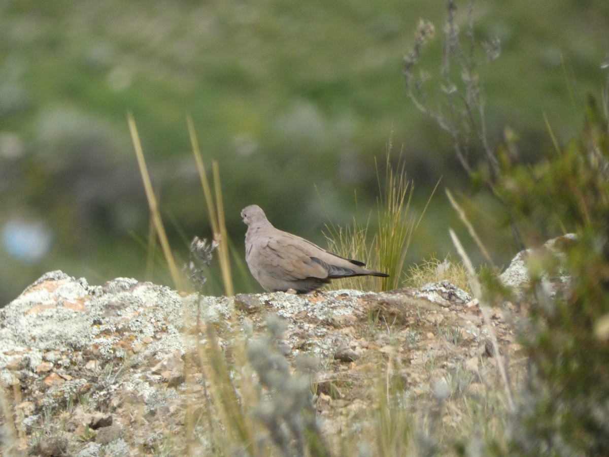 Black-winged Ground Dove - ML560459081