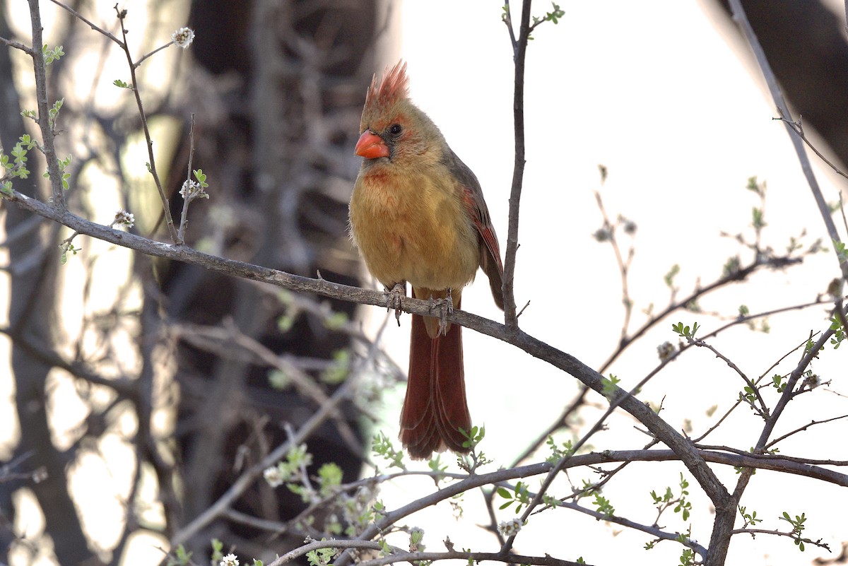 Cardinal rouge - ML560459201