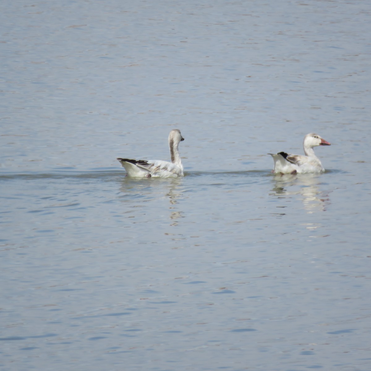 Snow Goose - Ronda Woodward