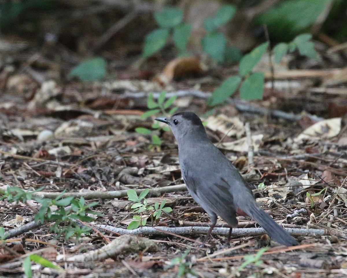 Gray Catbird - ML560462661