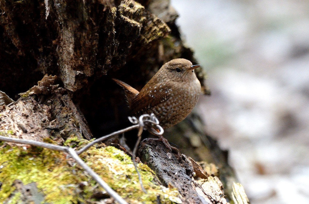 Winter Wren - Tom Long