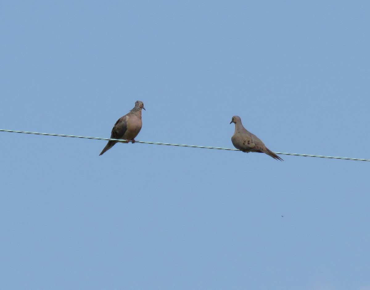 Mourning Dove - ML56046401