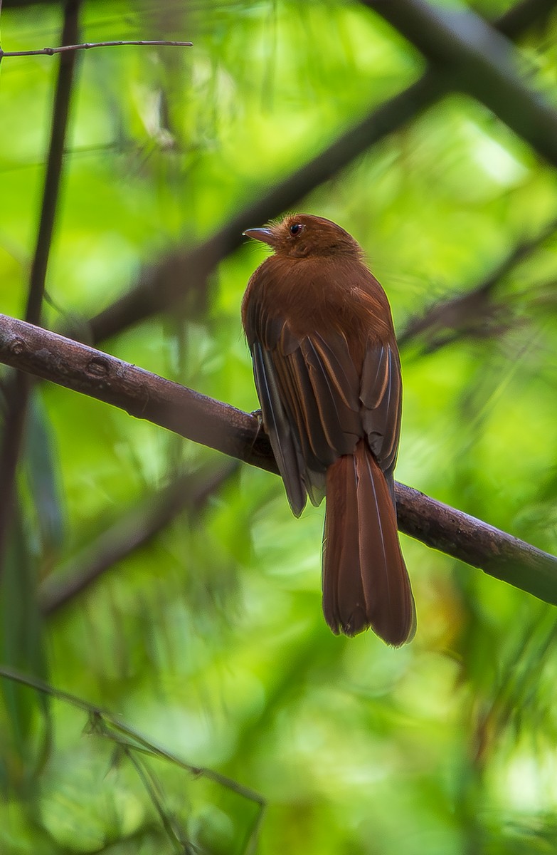 Rufous Twistwing - José Antonio Padilla Reyes