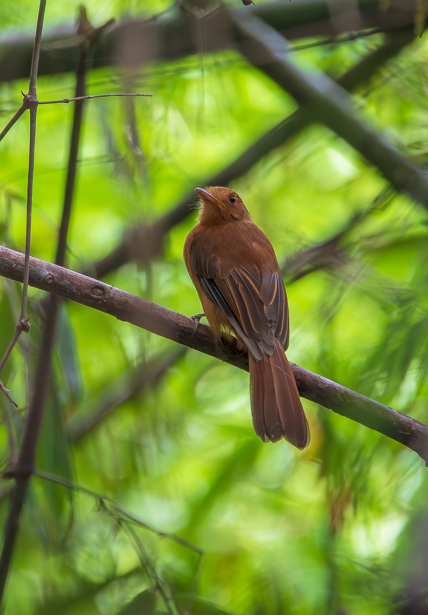 Rufous Twistwing - José Antonio Padilla Reyes