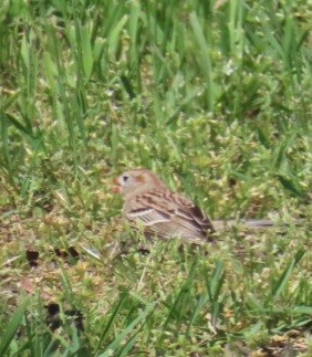 Field Sparrow - Theresa Anderson