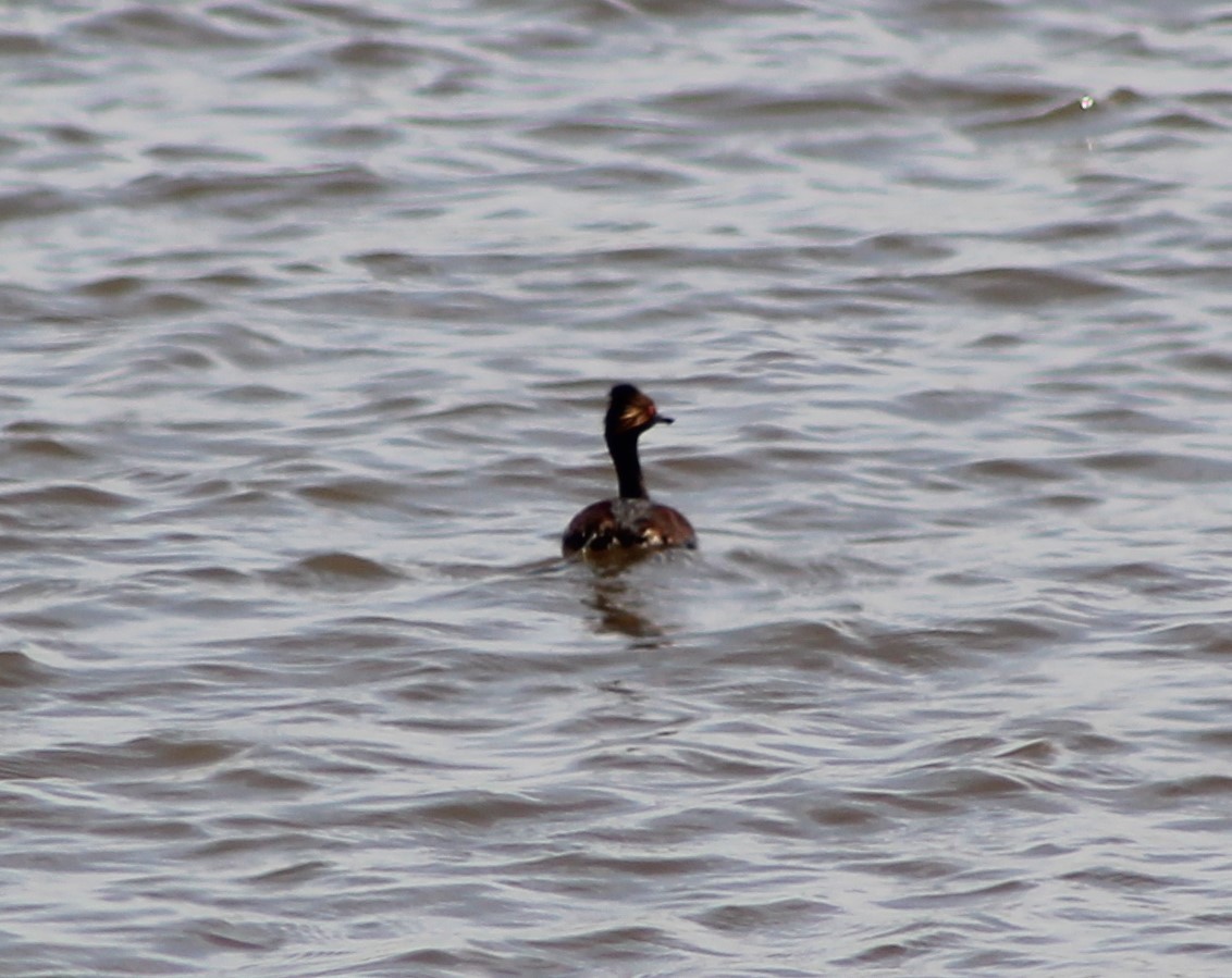 Eared Grebe - Anna Nesterovich