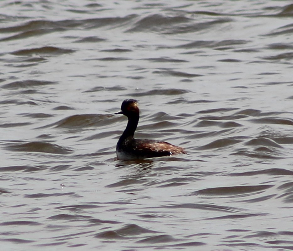 Eared Grebe - Anna Nesterovich