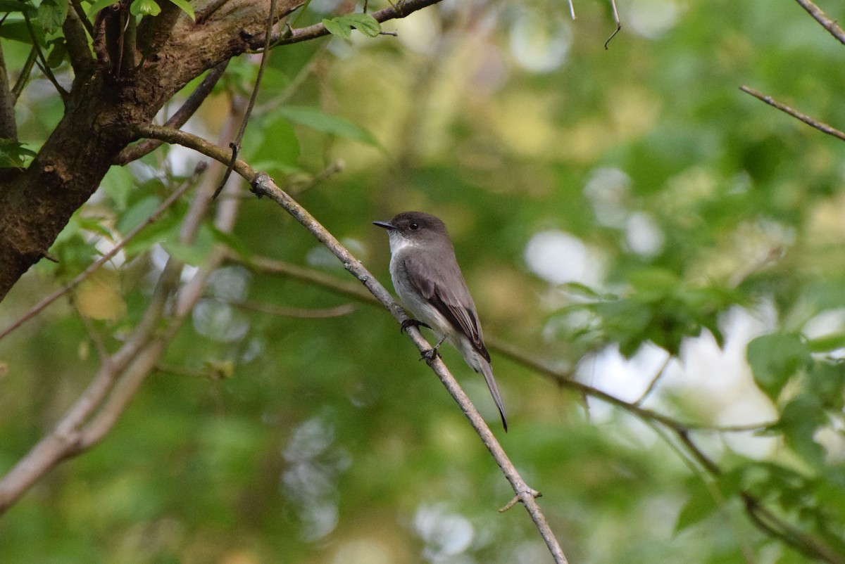 Eastern Phoebe - ML560465361