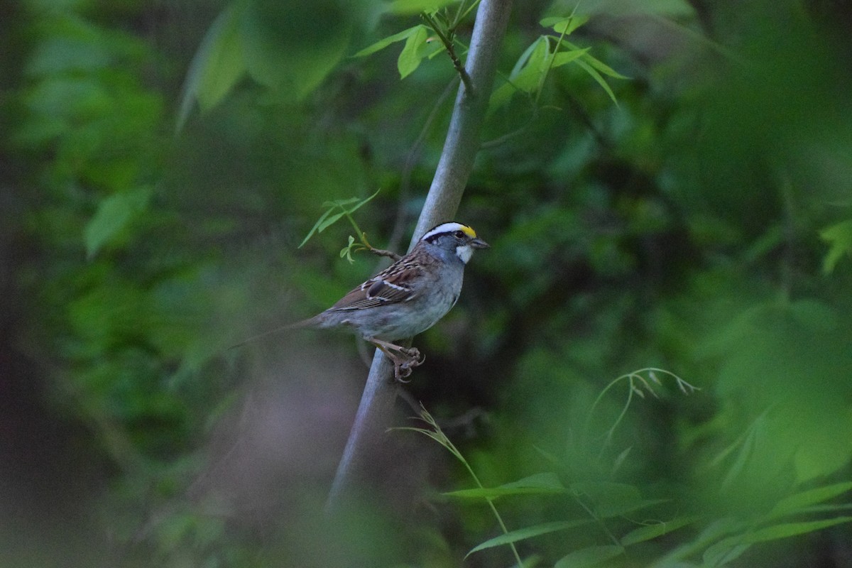 White-throated Sparrow - ML560465681